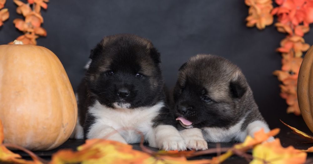 Малыши Американской Акиты готовы к брони