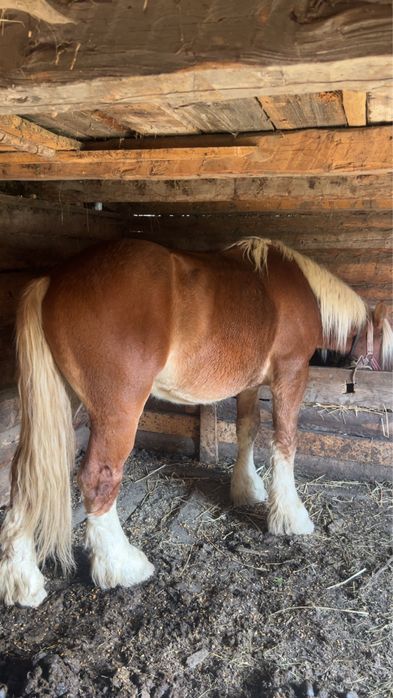 Vând armasar sau schimb cu iapa