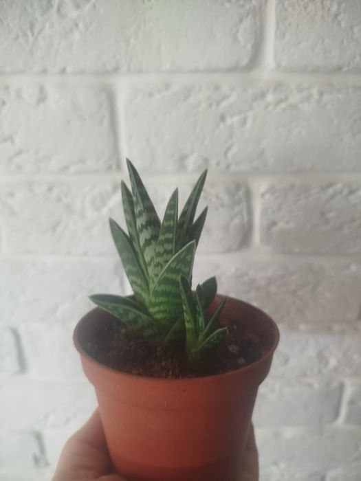 Алоэ пёстрое комнотное растение
