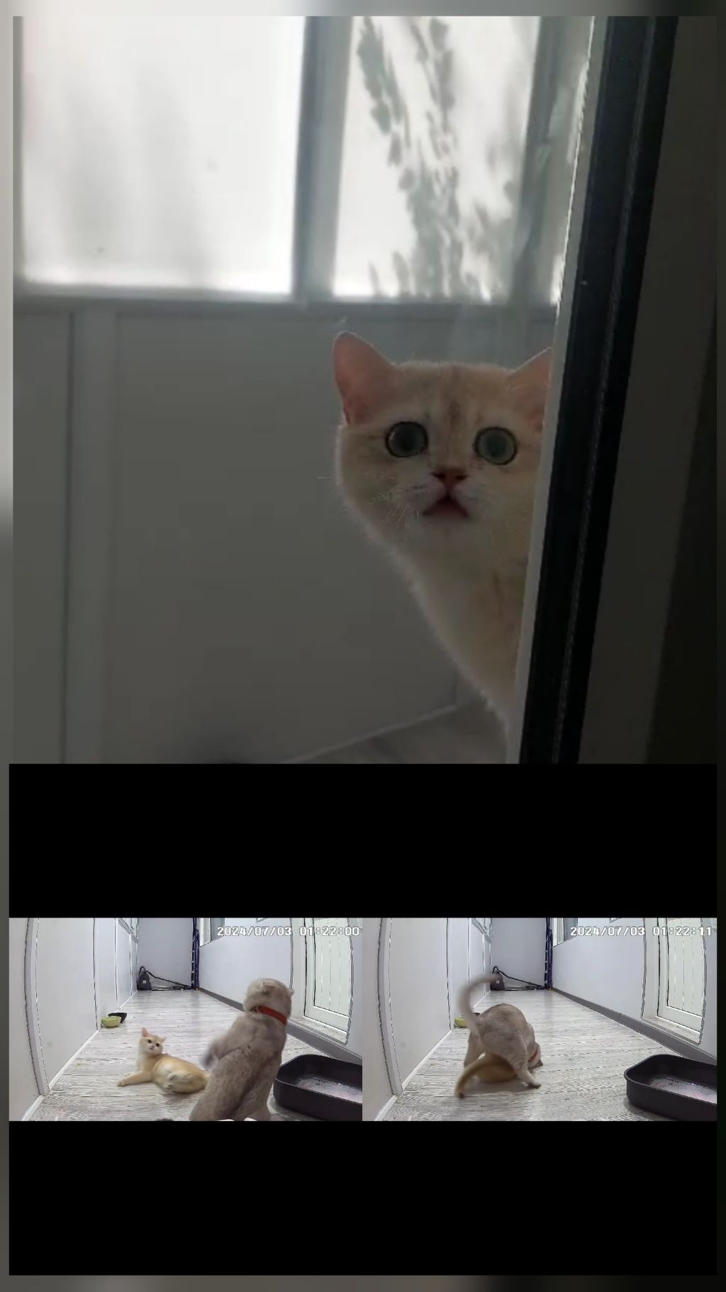 Вязка прямоухих и вислоухих кошек!