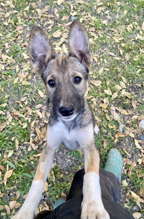 Щенков отдам девочки, ПРИВИТЫ СТЕРИЛИЗОВАНЫ Паспорт, помесь с малинуа