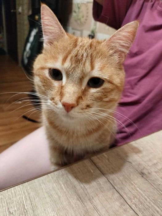 Пропал кот по кличке Рыжик