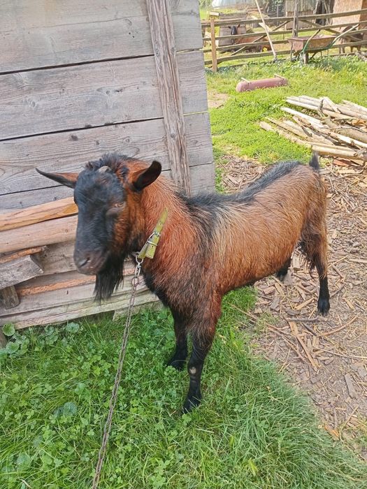 Vând țap alpin francez