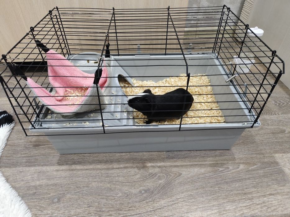 Продам морскую свинку с клеткой