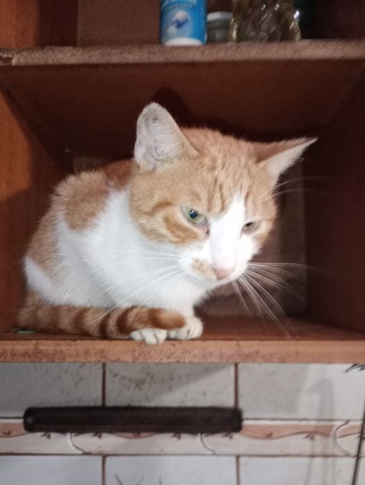 Adopție pisici rasa comuna