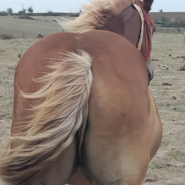Vand manza de 2 ani