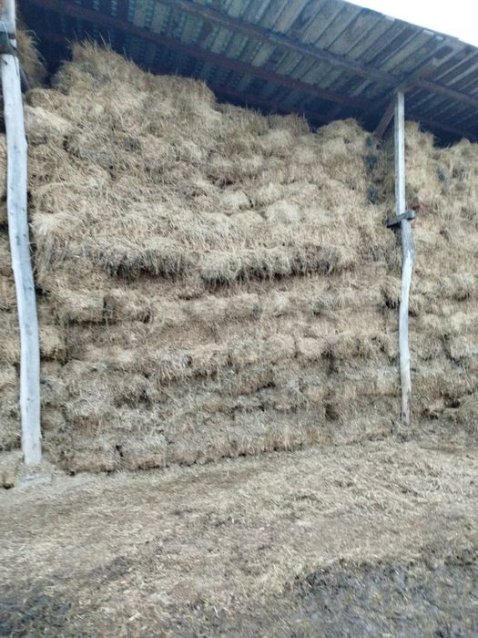 Vând baloti de lucernă