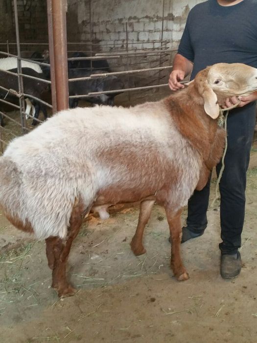 Asallomu allekom Qassob xizmati jivoy vesiga 85.000 mingdan