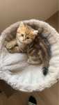 British shorthair golden tabby