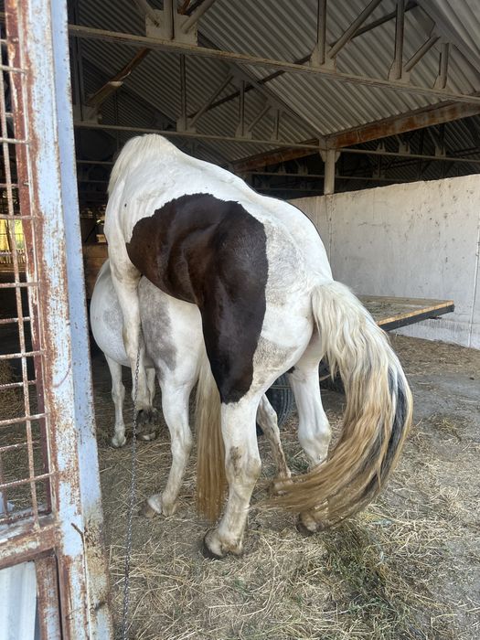 Vand sau schimb 2 iepe gestante