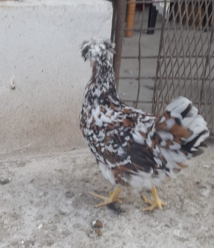 Pui gaina motati