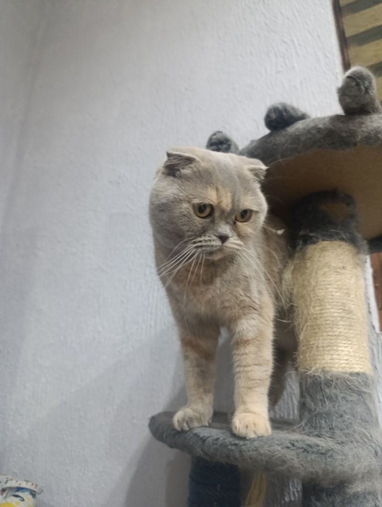 Шотландска клепоуха бритаска котка