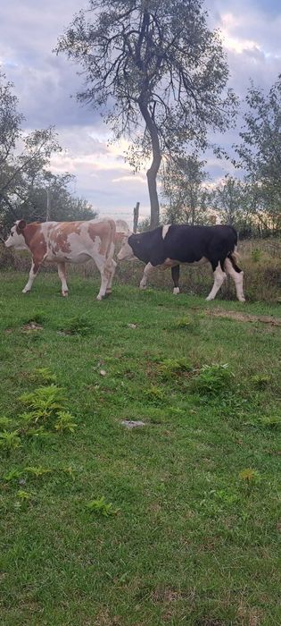 Vaci de vânzare, două sunt gestante.