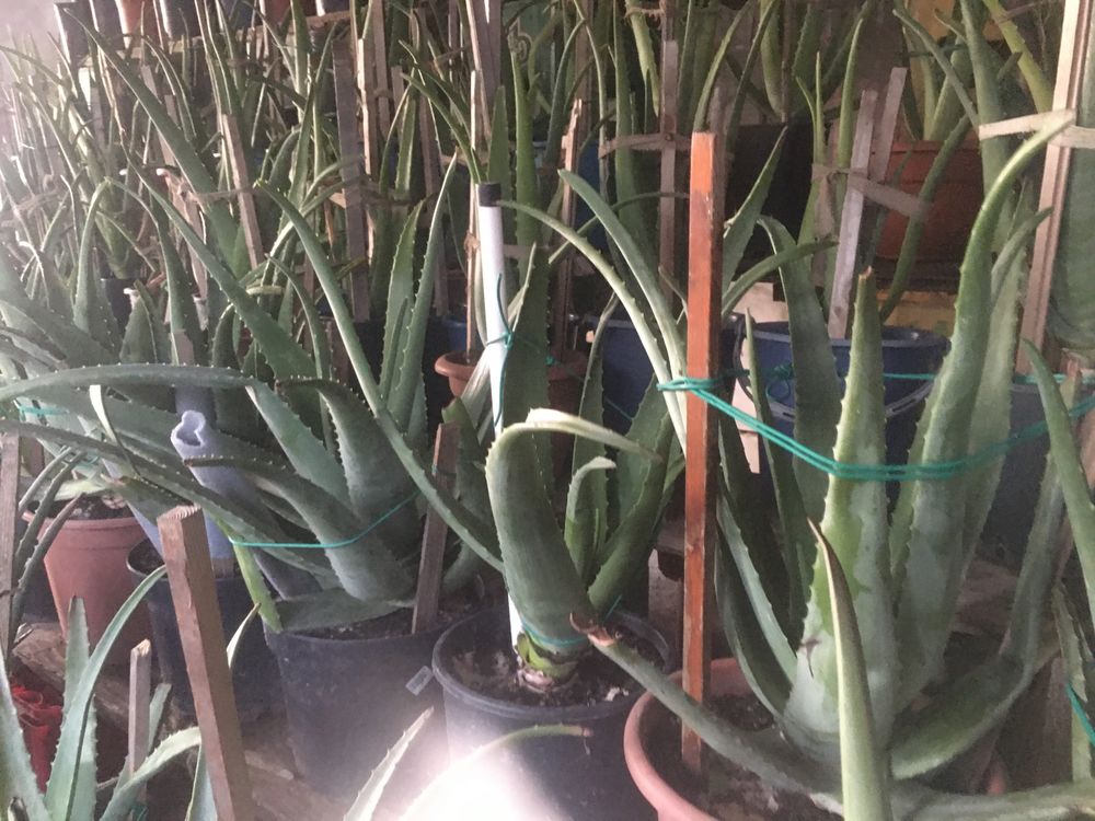 Aloe vera barbadensis Miller