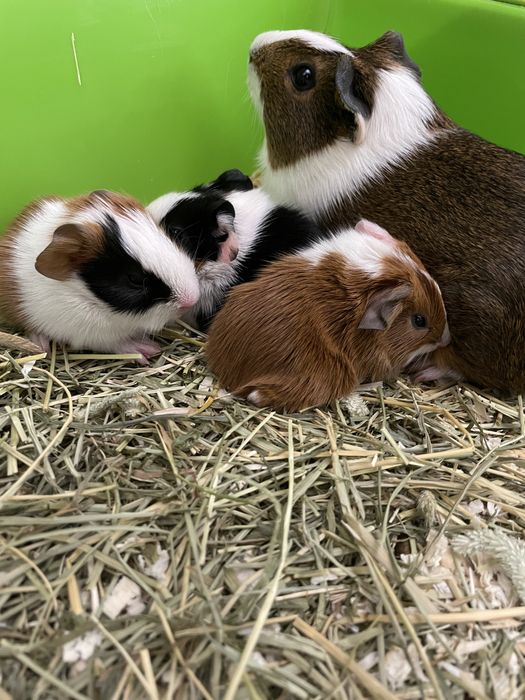 Porcușori de guinea
