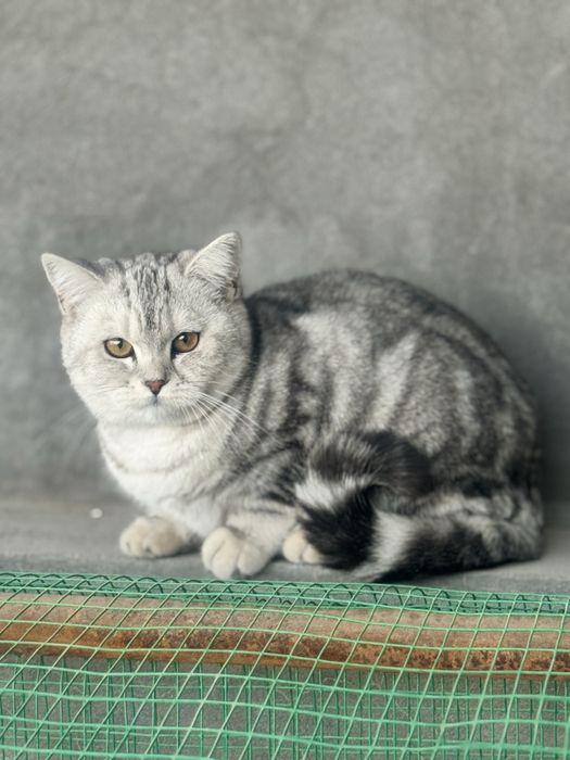 Mushuk sotiladi Shinshila