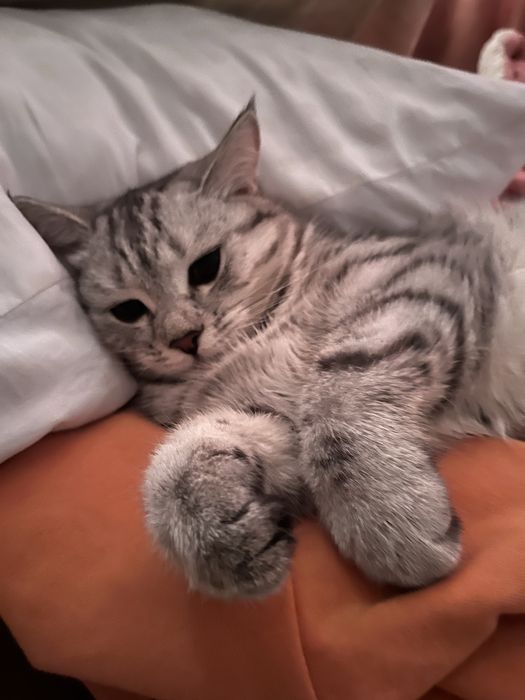 Отдам породистого кота в добрые руки