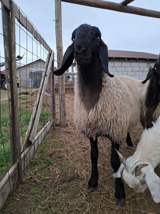 Berbec original 8 luni