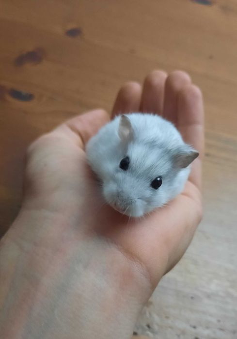 Hamster bland si pufos