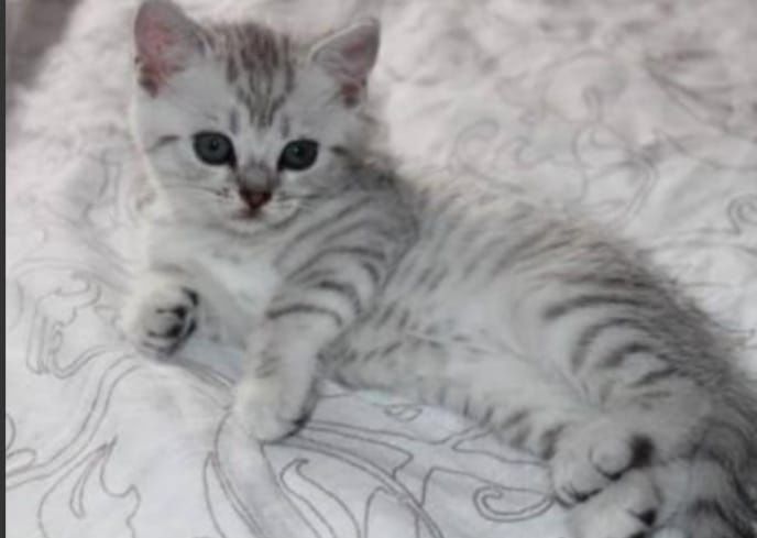 Продам Шотландских котят