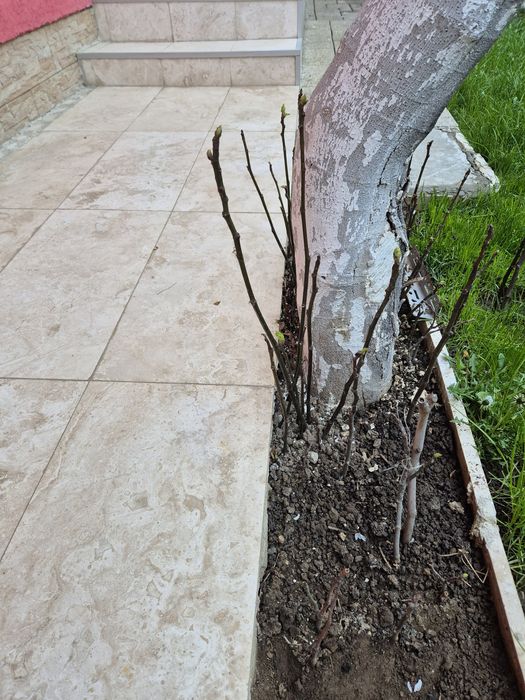 Vând puieți Smochin 15-40 cm, 10- 20 lei