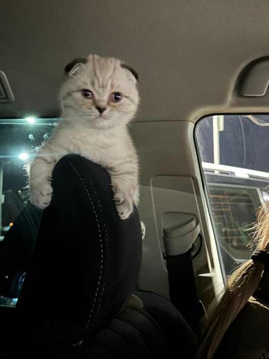 Передержка кота в добрые руки