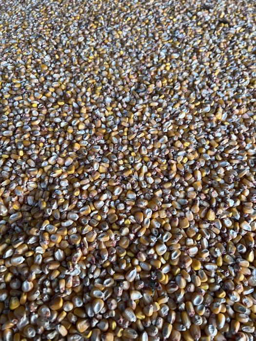 Vand porumb boabe, 1.3 lei/ kg, asigur transport!!!