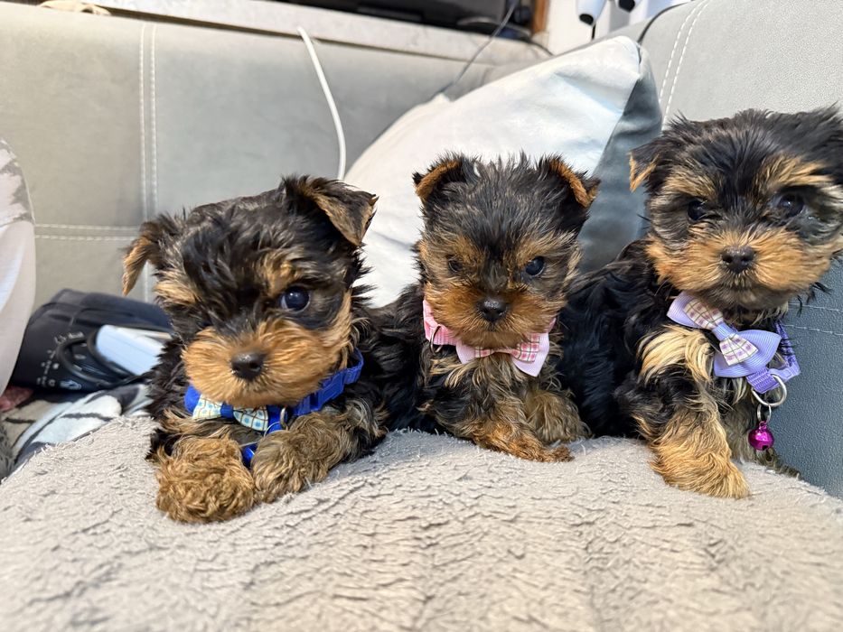 Йорки/Йоркширски териер