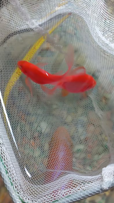 Продаются Анциструс Барбусы вуалевый