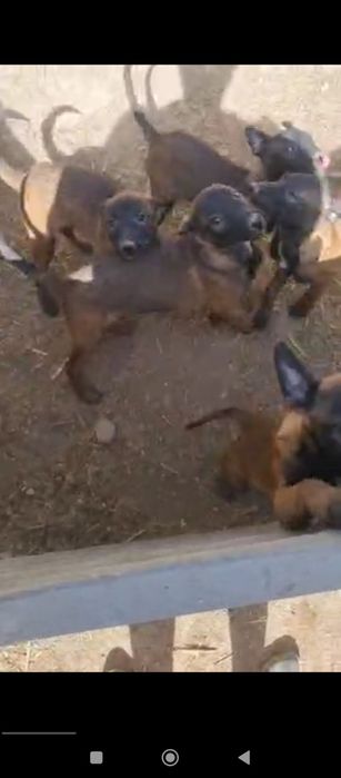 Тозза конли малиния