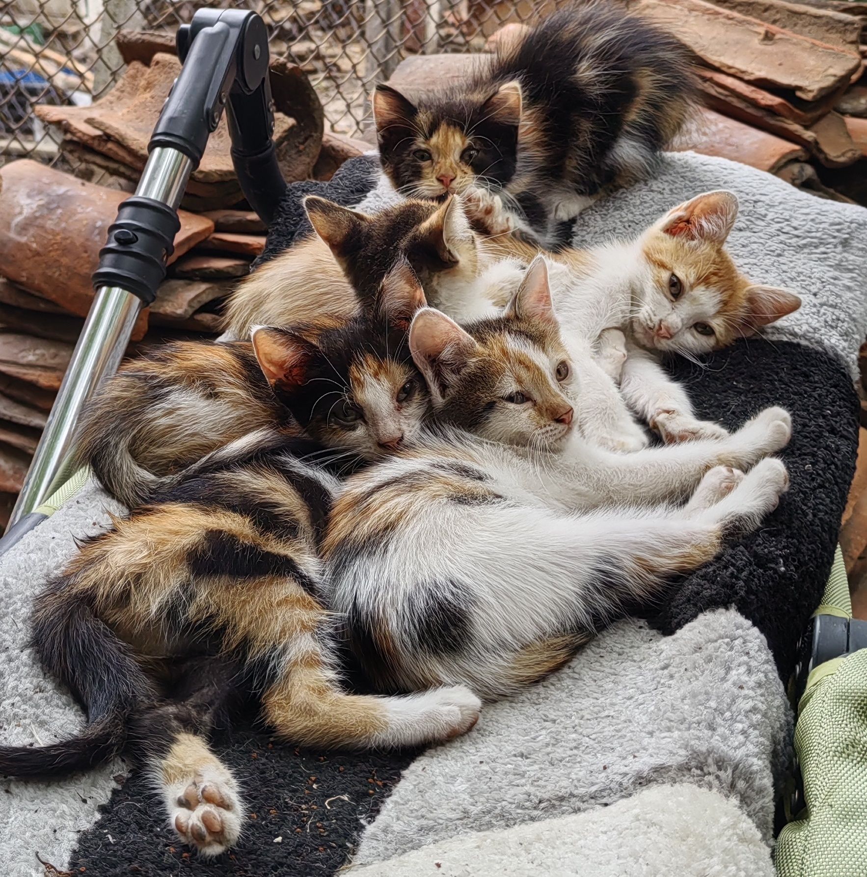 Подарявам малки котенца