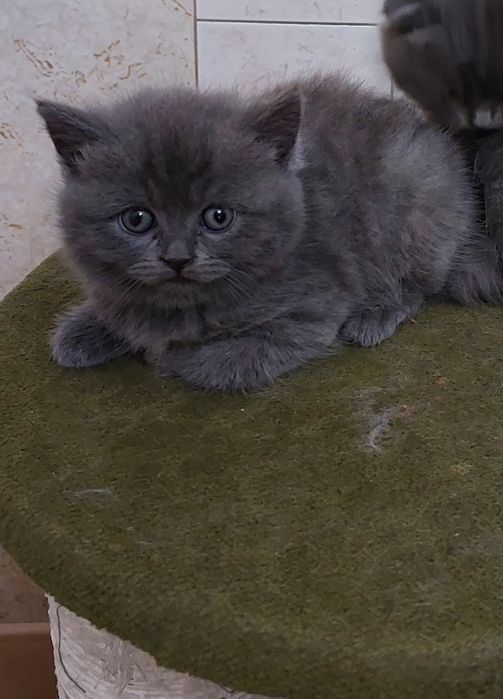 Скотиш Страйт мальчики