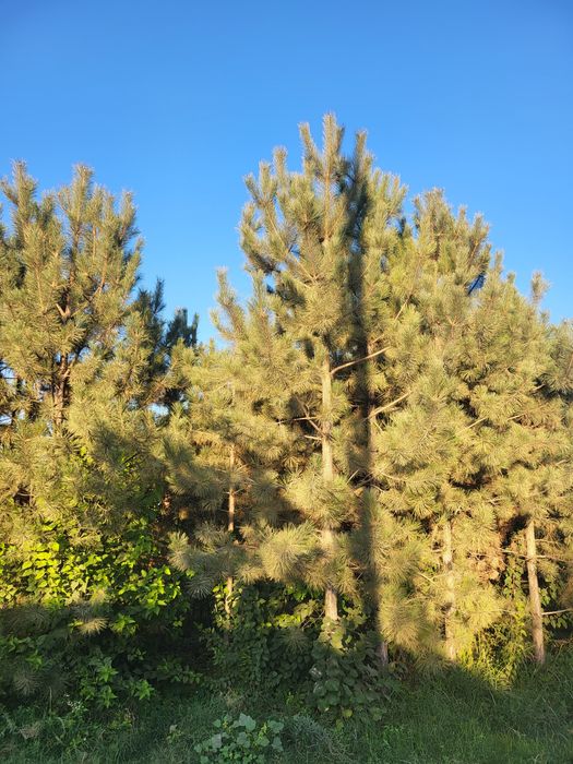 Разные декоративные растений и ёлки