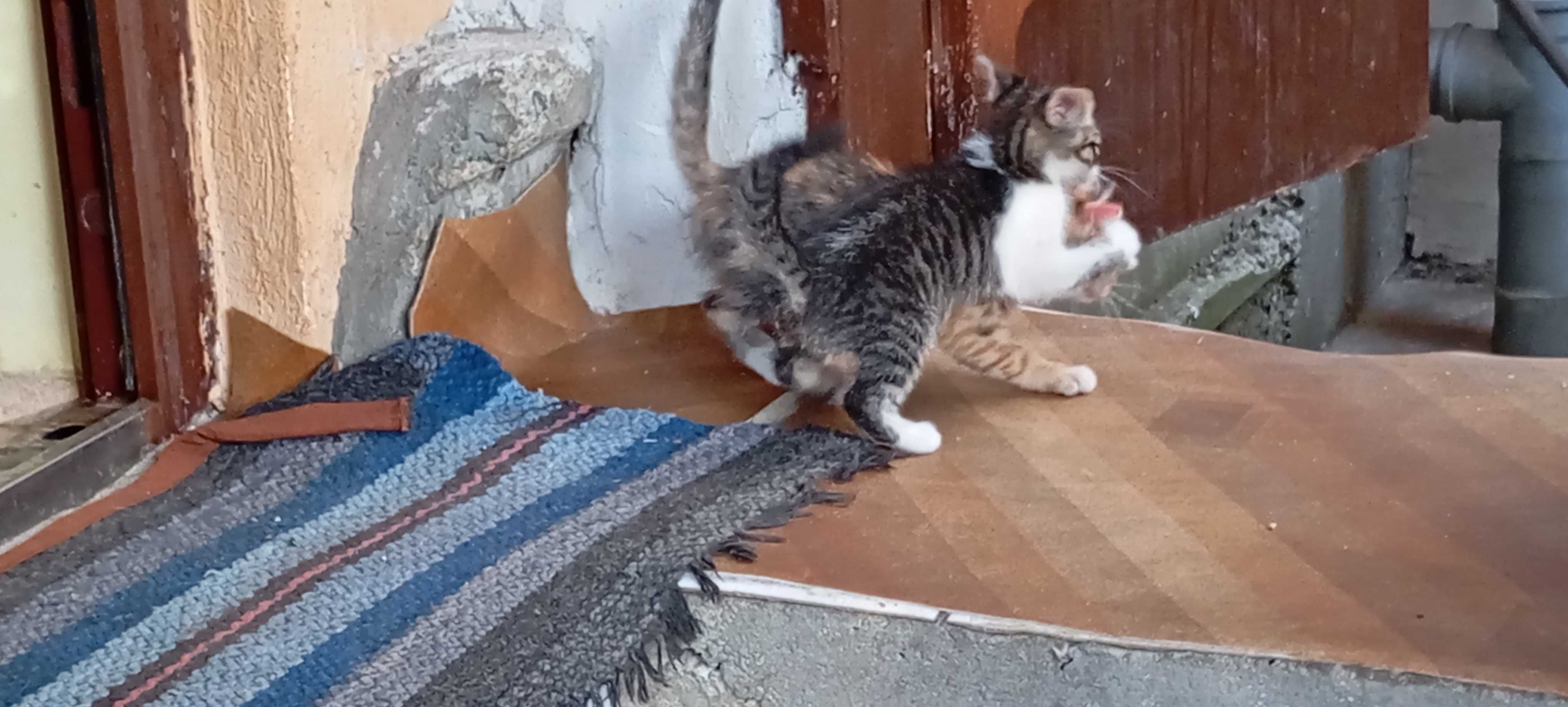 Котенца на три месеца