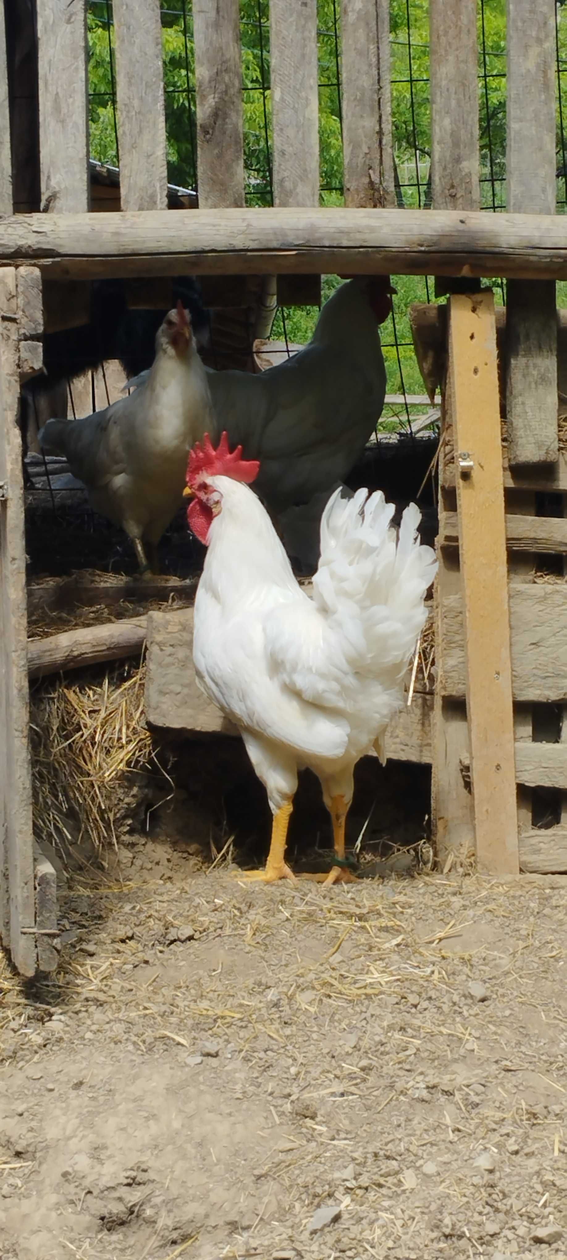Cocoși Rasă Leghorn