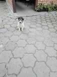 Fox-terrier par sârmos talie mica