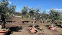 Maslini Olea Europaea