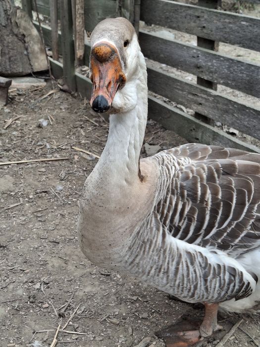 Pasari de curte ( rate, cocosi de munte , cocosi brahma )