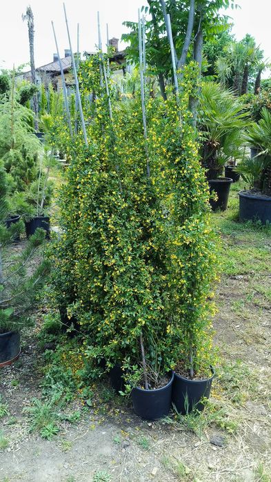 Iasomie alba, galbena, roz la ghiveci cu crestere rapida