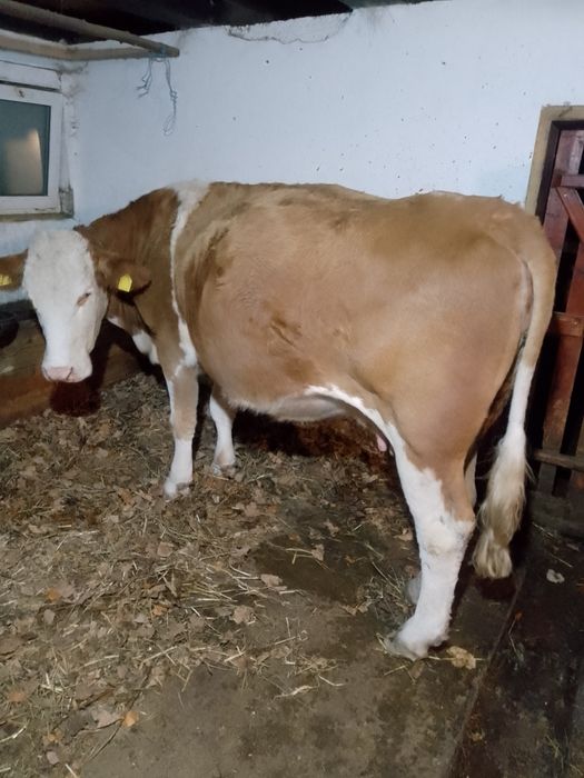 Vaci BR linie de carne