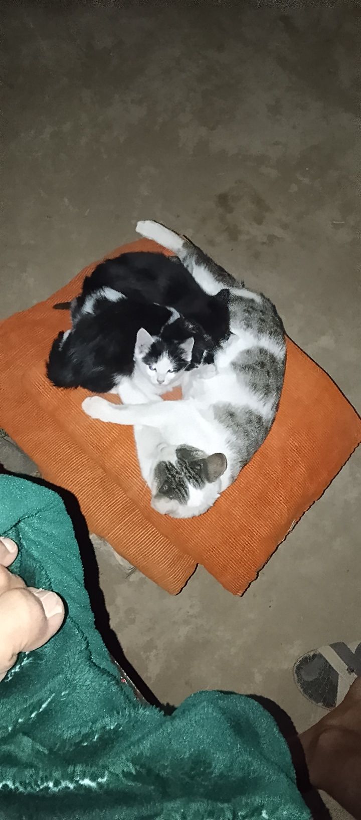 Ona bola mushuklar