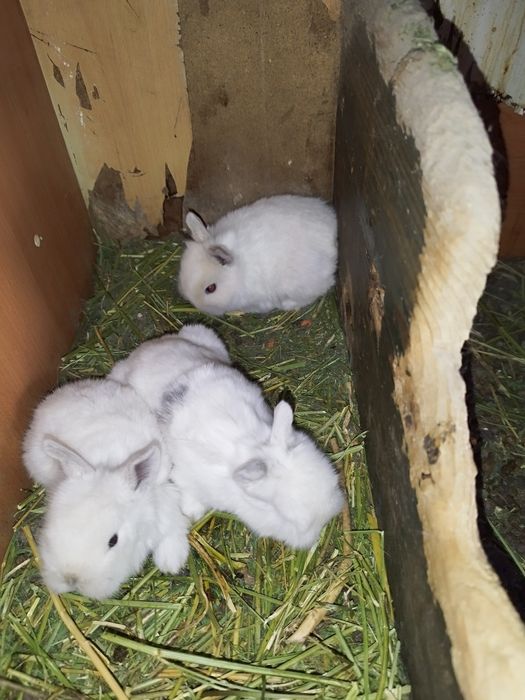 Кролики декоративные