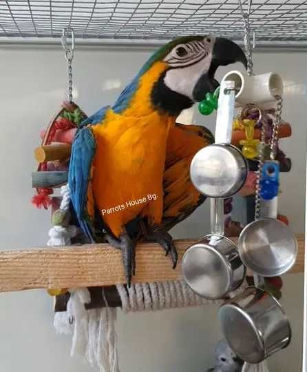 Бебета Синьожълта Ара