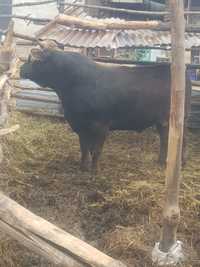 Племеной бык алатауская порода