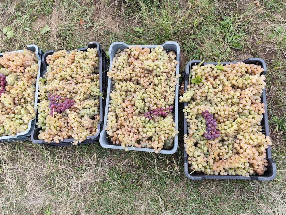Struguri de vin feteasca și ceasla