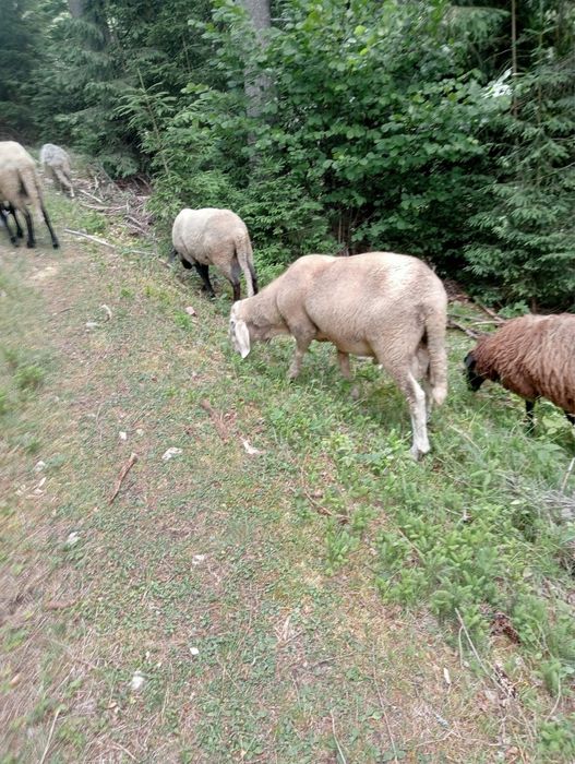 Vând miei, oi și berbeci – 16 lei/kg viu – sănătoși și bine îngrijiți
