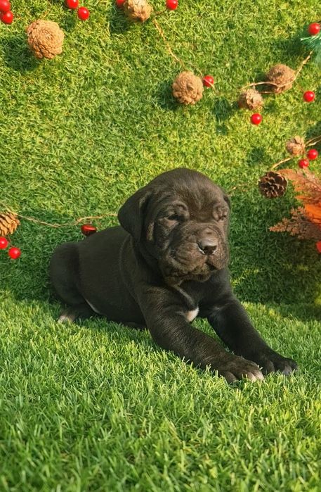 Cane Corso din parinti de exceptie