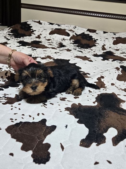 Чистокръвни Йорки – 2-месечни малки сладури!