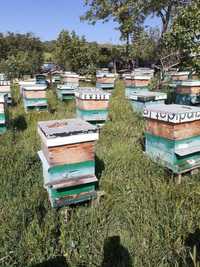 Vand 50 familii albine cu cuib si cat