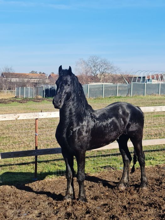 Armăsar frizian disponibil pentru montă